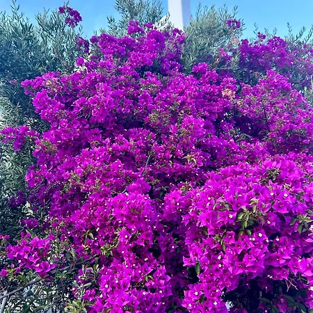 Ξενοδοχείο με διαμερίσματα Paolas Sunset Άγιος Στέφανος