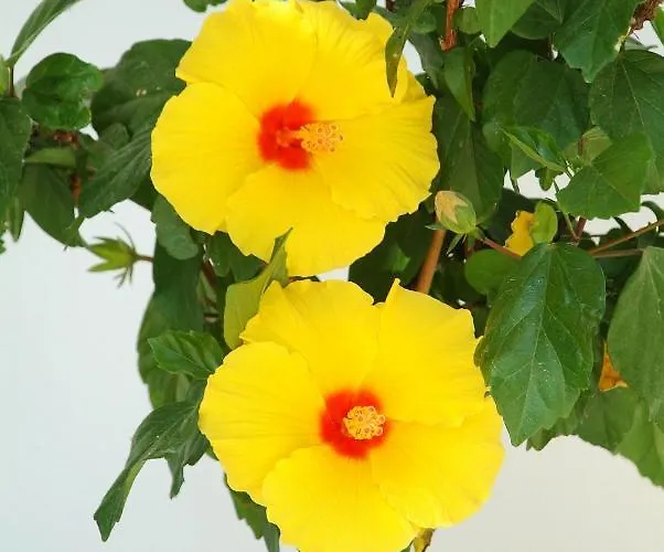 Paolas Sunset Apartmanhotel