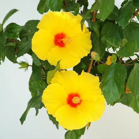 Paolas Sunset アパートホテル
