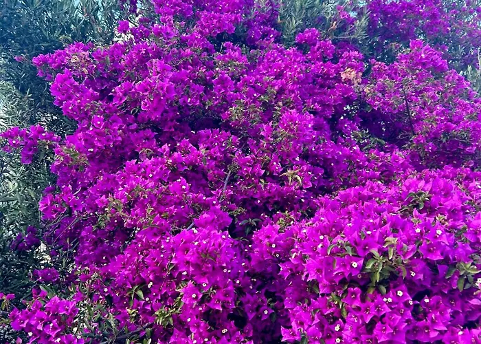 מלון דירות Paolas Sunset אגיוס סטפנוס